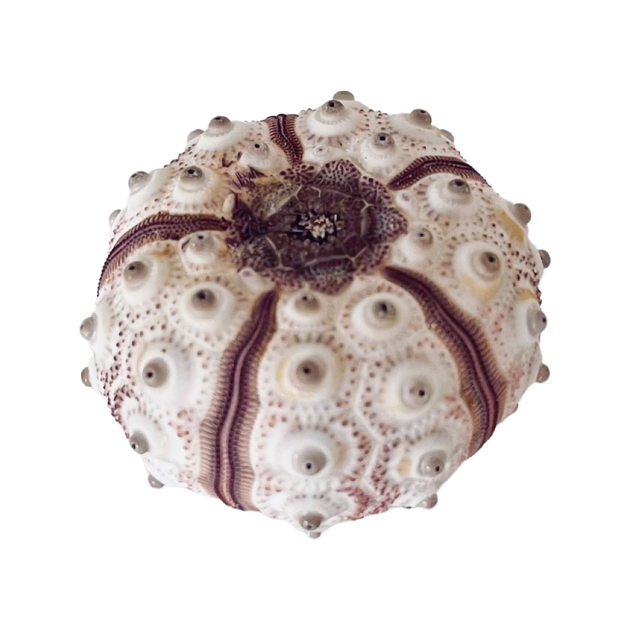 Sea Urchin - Imperial