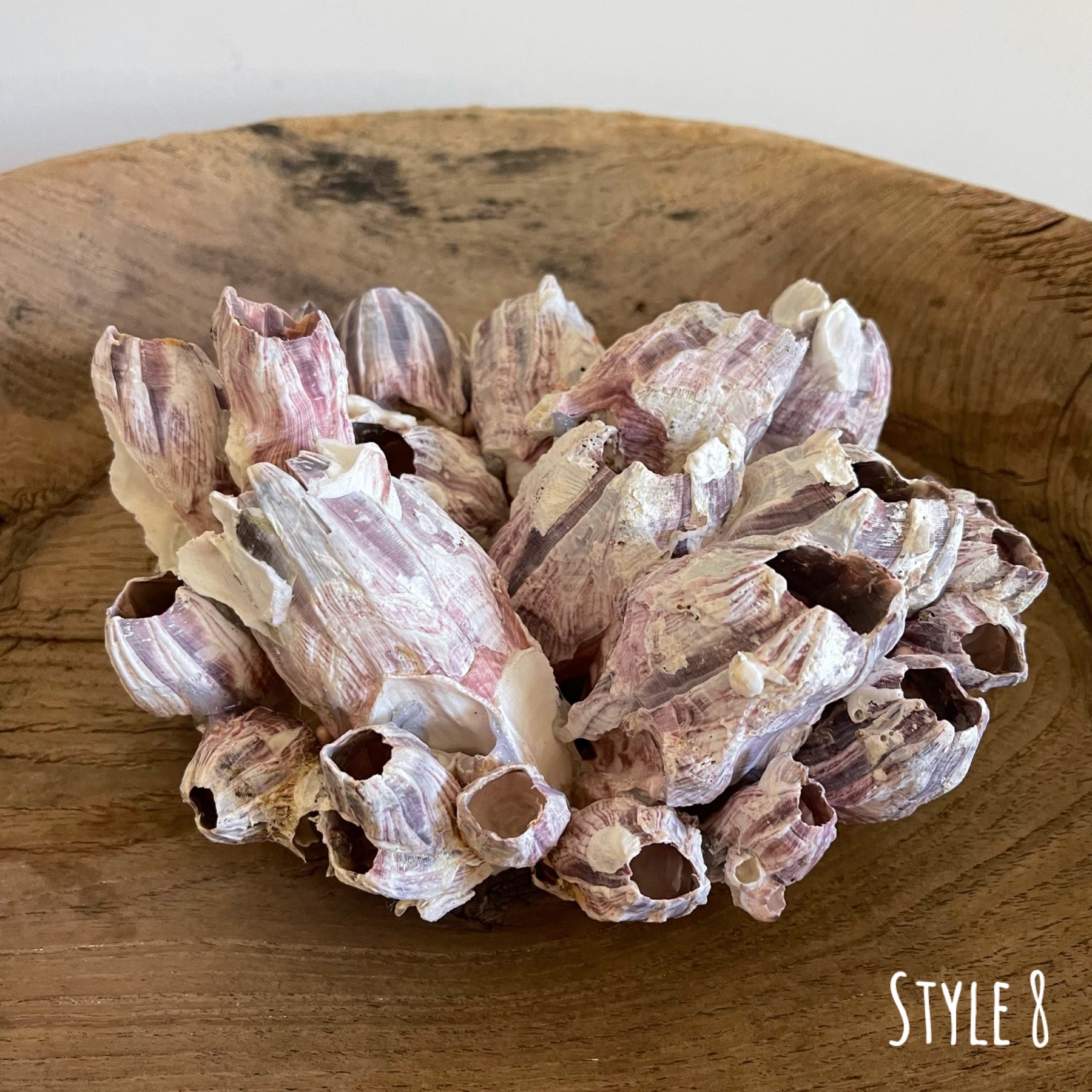 Rustic Cluster Authentic Barnacle Clusters – Rustic White & Wood
