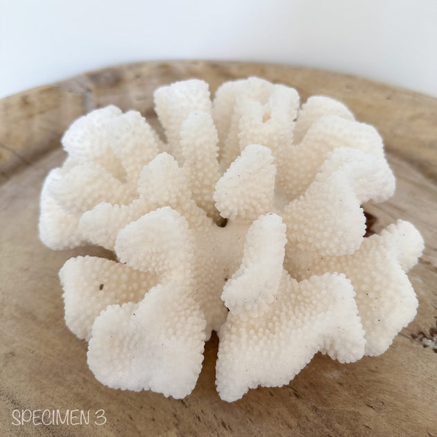 Authentic Coral Pieces - Finger Coral