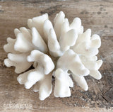 Authentic Coral Pieces - Cauliflower Coral