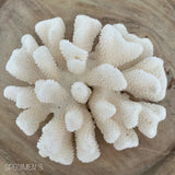 Authentic Coral Pieces - Finger Coral